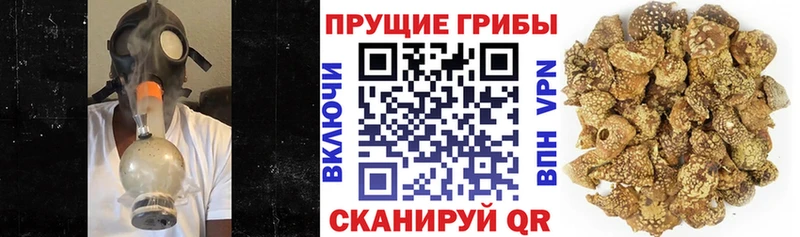 OMG как зайти  где купить наркоту  Мурино  Галлюциногенные грибы Cubensis 