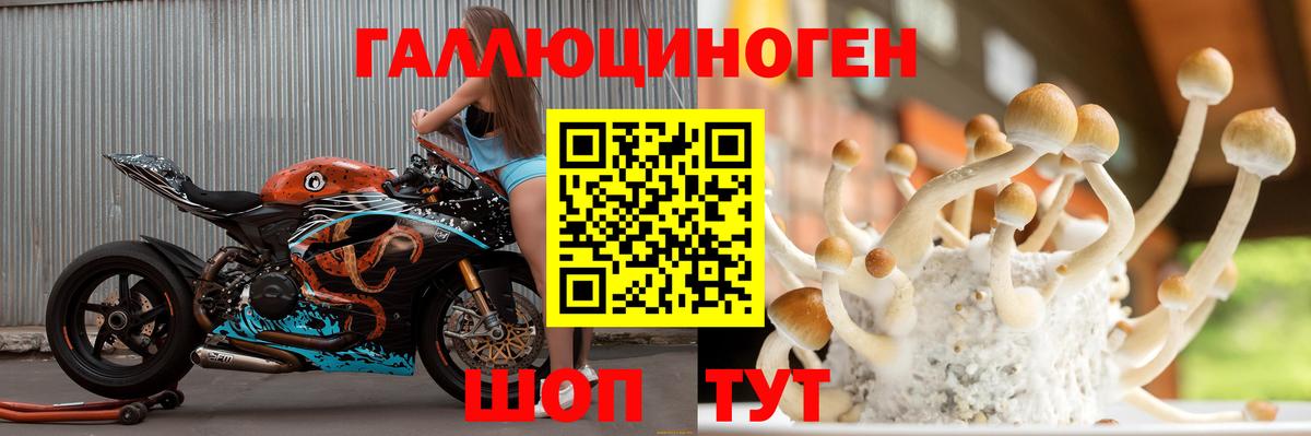 Галлюциногенные грибы Psilocybe Мурино
